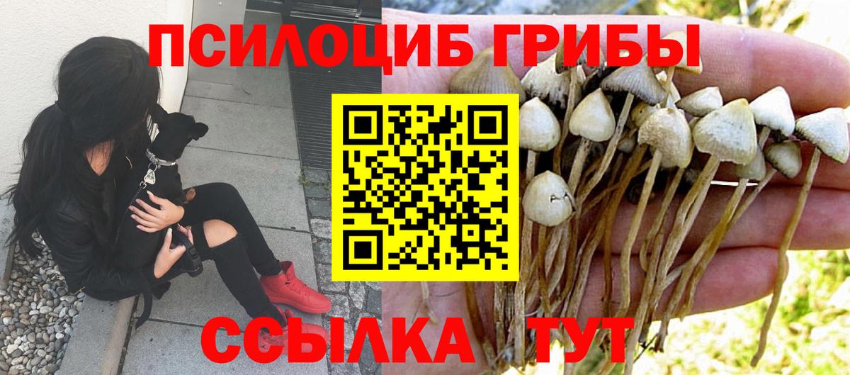 Кизилюрт  Псилоцибиновые грибы прущие грибы  Вход с VPN  Псилоцибиновые грибы GOLDEN TEACHER 